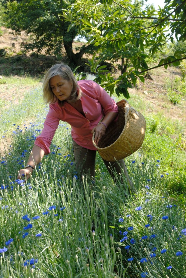 MARIE CUEILLETTE BLEUET